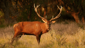 Se encuentra Abierta la inscripción de Áreas de Caza Mayor de Ciervo Colorado (Cervus-elaphus)